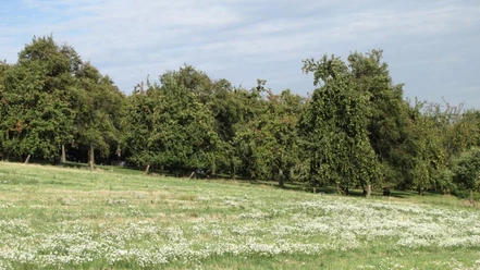 Streuobstwiese am Freudeneck Westrup Grüne Streuobstwiese mit blühenden Bäumen, naturbelassener Wiese und leicht bewölktem Himmel.