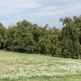 Streuobstwiese am Freudeneck Westrup Grüne Streuobstwiese mit blühenden Bäumen, naturbelassener Wiese und leicht bewölktem Himmel.
