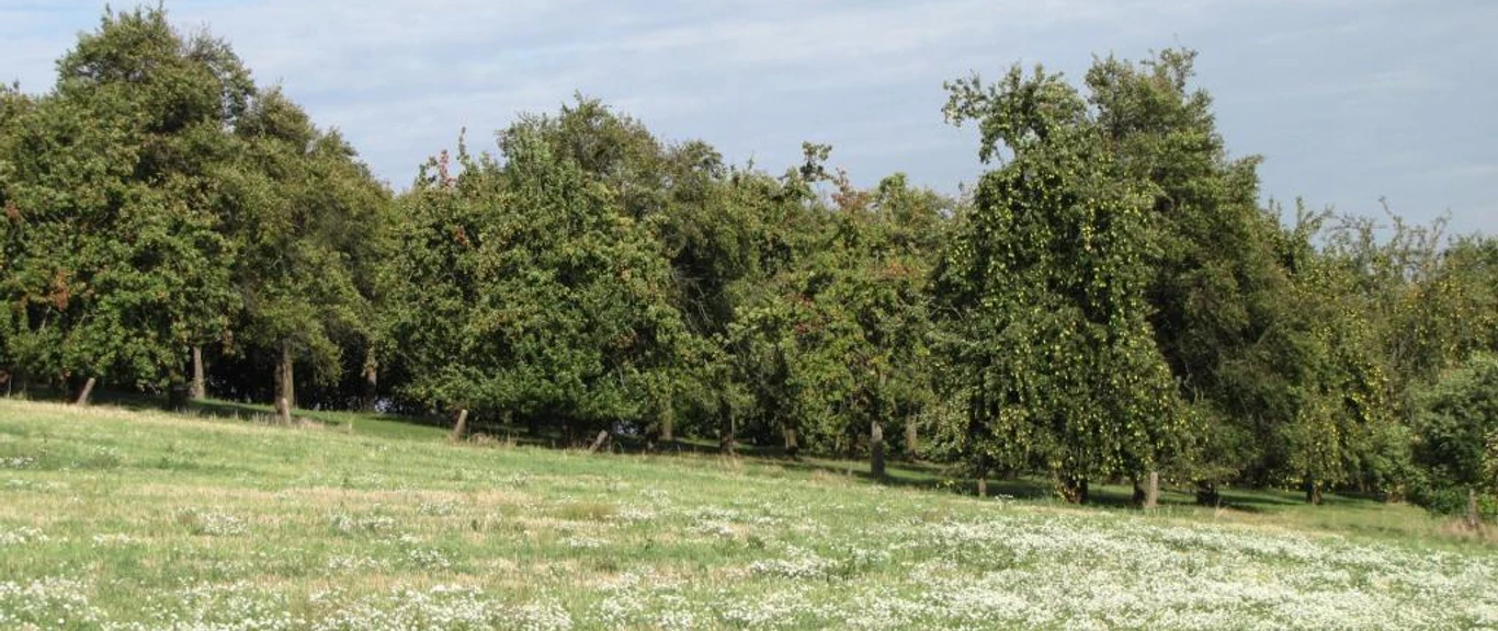 Streuobstwiese am Freudeneck Westrup Grüne Streuobstwiese mit blühenden Bäumen, naturbelassener Wiese und leicht bewölktem Himmel.