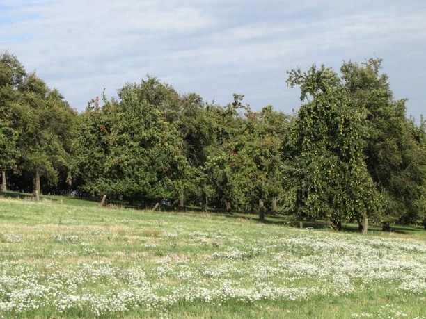 Streuobstwiese am Freudeneck Westrup Grüne Streuobstwiese mit blühenden Bäumen, naturbelassener Wiese und leicht bewölktem Himmel.