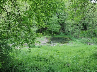 Ein blühendes Tal mit einem kleinen Teich, umgeben von dichten grünen Bäumen und üppiger Vegetation.