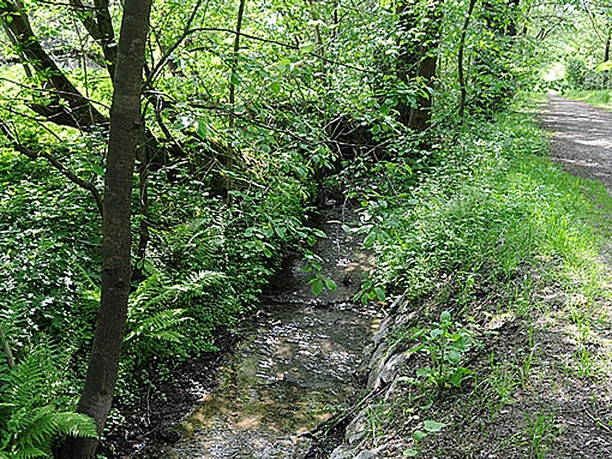 NSG Uhlenbachtal Im Naturschutzgebiet Uhlenbachtal fließt ein schmaler Bach durch üppige grüne Vegetation. Ein Weg verläuft rechts.