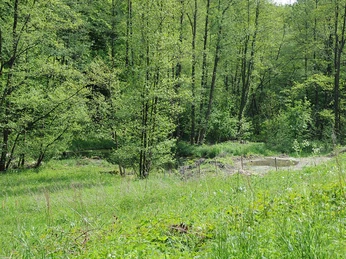 NSG Uhlenbachtal Grünes Bachtal mit dichtem Baumbestand und Wiese bei Sonnenschein, das zur Erholung einlädt.