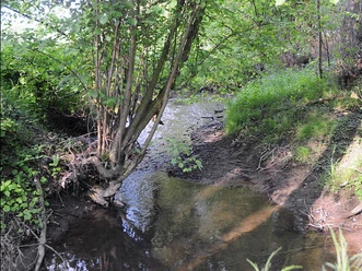 Ein schmaler, klarer Bach windet sich durch eine grüne, bewaldete Landschaft im Naturschutzgebiet.