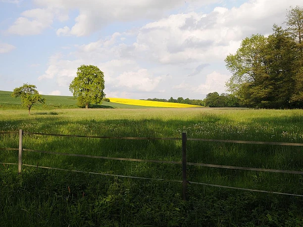 NSG Bramschebach Weite grüne Wiesen mit vereinzelten Bäumen und einem leuchtend gelben Rapsfeld im Hintergrund.