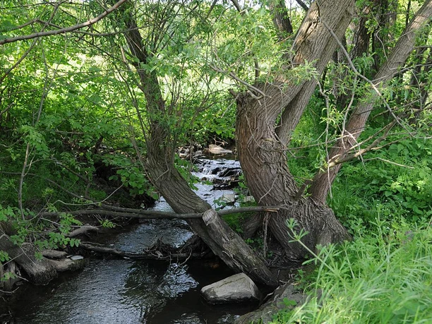 Bramschebach Mündung Mündung des Bramschebachs, umgeben von dichtem Grün mit fließendem Wasser über Steine.