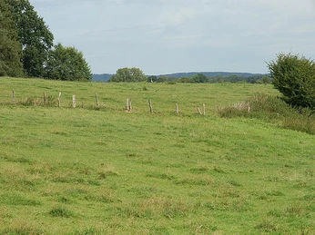 Weite, grüne Wiesen im Naturschutzgebiet Rehmerloh-Mennighüffer-Mühlenbach mit sanften Hügeln und vereinzelt stehenden Bäumen.