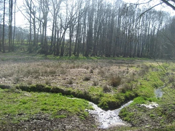 Die Aufnahme zeigt eine von Sonnenlicht durchzogene Wiesenlandschaft mit angrenzendem Wald. Ein kleiner Bach schlängelt sich durch das grüne Gras und fließt in die Ferne.