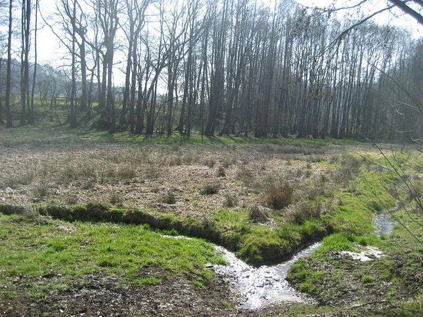 NSG Rehmerloh-Mennighüffer- Mühlenbach Die Aufnahme zeigt eine von Sonnenlicht durchzogene Wiesenlandschaft mit angrenzendem Wald. Ein kleiner Bach schlängelt sich durch das grüne Gras und fließt in die Ferne.