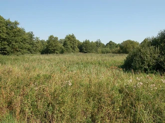 Grüne weite Wiesen im Naturschutzgebiet Bustedter Wiesen, umgeben von Bäumen unter klarem Himmel.
