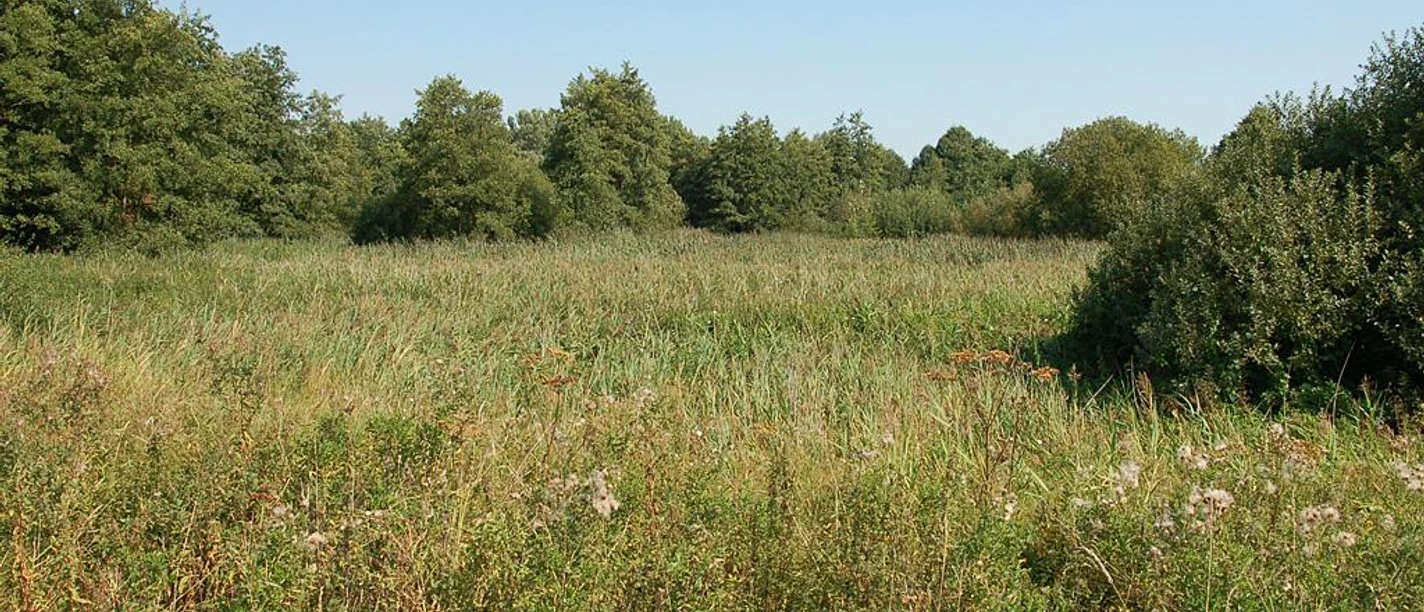 Grüne weite Wiesen im Naturschutzgebiet Bustedter Wiesen, umgeben von Bäumen unter klarem Himmel.