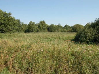 NSG Bustedter Wiesen Grüne weite Wiesen im Naturschutzgebiet Bustedter Wiesen, umgeben von Bäumen unter klarem Himmel.