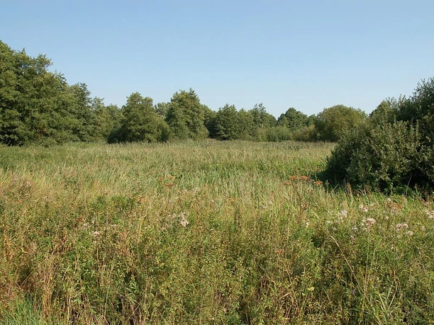 NSG Bustedter Wiesen Grüne weite Wiesen im Naturschutzgebiet Bustedter Wiesen, umgeben von Bäumen unter klarem Himmel.