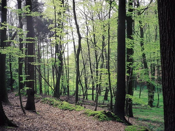 Dichter Wald mit hohen Buchen, frischem Blattgrün und moosbedecktem Boden im Naturschutzgebiet Turenbusch.