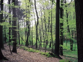NSG Turenbusch Dichter Wald mit hohen Buchen, frischem Blattgrün und moosbedecktem Boden im Naturschutzgebiet Turenbusch.