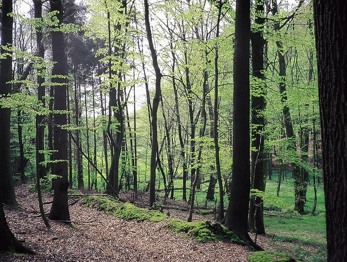 NSG Turenbusch Dichter Wald mit hohen Buchen, frischem Blattgrün und moosbedecktem Boden im Naturschutzgebiet Turenbusch.