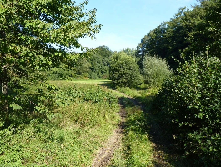 NSG Habighorster Wiesen Schmaler Naturpfad führt durch üppiges, grünes Wiesen- und Waldgebiet unter klarem Himmel.