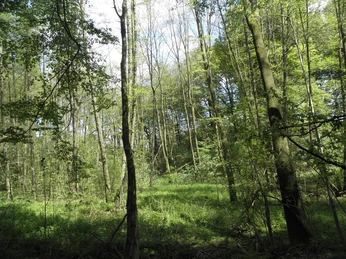 NSG Habighortser Wiesen Ein üppiger Wald mit hohen Bäumen und dichtem Blattwerk, Sonnenlicht dringt vereinzelt durch.