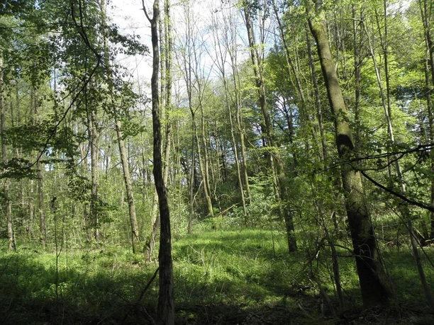 NSG Habighortser Wiesen Ein üppiger Wald mit hohen Bäumen und dichtem Blattwerk, Sonnenlicht dringt vereinzelt durch.