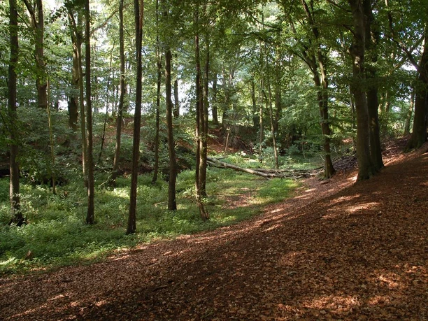 Dichter Laubwald mit moosbedecktem Boden und vereinzelten Sonnenstrahlen, die durch das Blätterdach fallen.