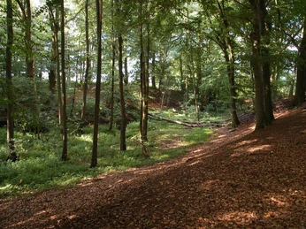 NSG Habighortser Wiesen Dichter Laubwald mit moosbedecktem Boden und vereinzelten Sonnenstrahlen, die durch das Blätterdach fallen.
