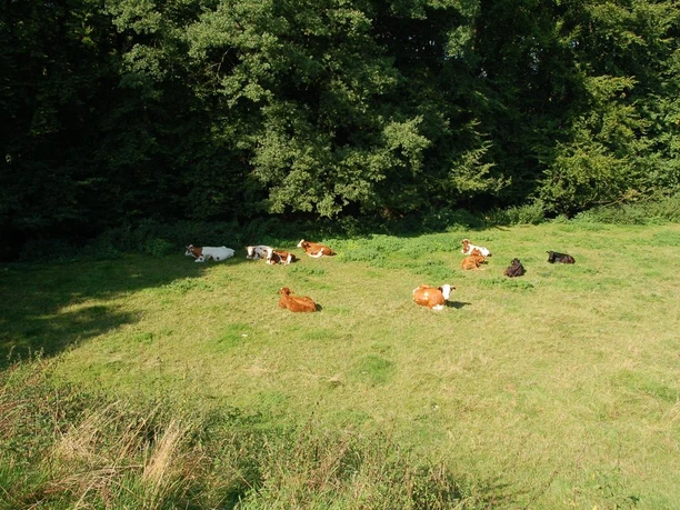 Rinder im NSG Warmenau Rinder liegen entspannt auf einer grünen Wiese im Naturschutzgebiet Warmenau vor Waldrand.