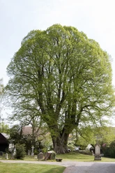 Naturdenkmal 1.000-jährige Linde Linde mit weitverzweigten Ästen und frischem Laub, umgeben von gepflegtem Rasen und Grabsteinen.