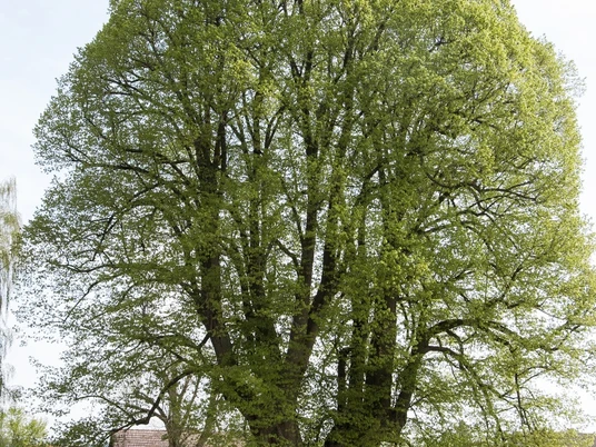Naturdenkmal 1.000-jährige Linde Linde mit weitverzweigten Ästen und frischem Laub, umgeben von gepflegtem Rasen und Grabsteinen.