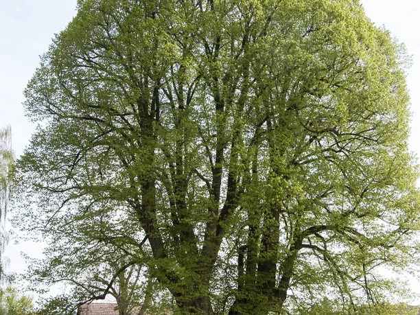 Naturdenkmal 1.000-jährige Linde Linde mit weitverzweigten Ästen und frischem Laub, umgeben von gepflegtem Rasen und Grabsteinen.