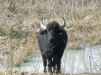 Wasserbüffel an den Nieheimer Tongruben Ein schwarzer Wasserbüffel steht vor einem kleinen Teich in einer kargen, mit Gräsern bewachsenen Landschaft.