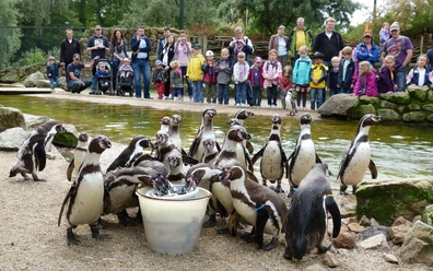 NaturZoo Rheine Humboldtpinguine fressen aus einem Eimer, während Familien und Kinder sie fasziniert beobachten.