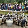 NaturZoo Rheine Humboldtpinguine fressen aus einem Eimer, während Familien und Kinder sie fasziniert beobachten.