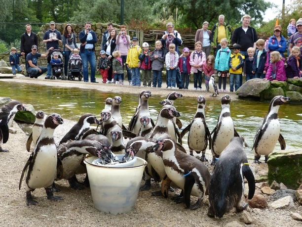 NaturZoo Rheine Humboldtpinguine fressen aus einem Eimer, während Familien und Kinder sie fasziniert beobachten.