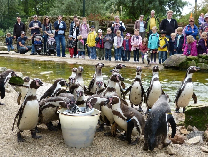 NaturZoo Rheine Humboldtpinguine fressen aus einem Eimer, während Familien und Kinder sie fasziniert beobachten.