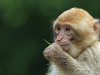 NaturZoo Rheine Junger Affe mit hellem Fell hält zartes Blatt im Maul, vor unscharfem, grünem Hintergrund.