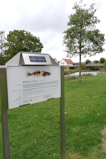 Infotafel am Fischlehrpfad mit Informationen zur Mühlkoppe und einem Fluss im Hintergrund.