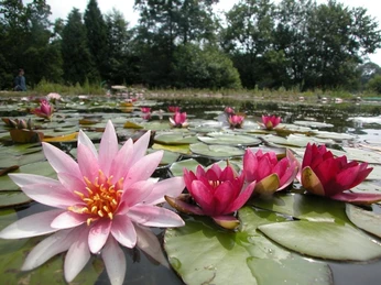 Seerosenteich NaturaGart Ibbenbüren Rosa und rote Seerosen blühen auf einem ruhigen Teich, umgeben von üppigem Grün und Bäumen.