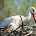 Weißstorchpaar im Nest mit einem sitzenden und einem stehenden Storch vor verschwommenem Hintergrund.