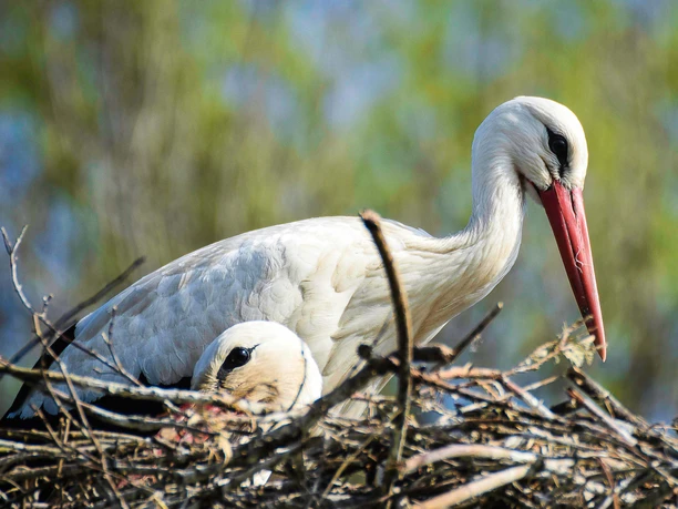 Weißstorchpaar im Nest mit einem sitzenden und einem stehenden Storch vor verschwommenem Hintergrund.