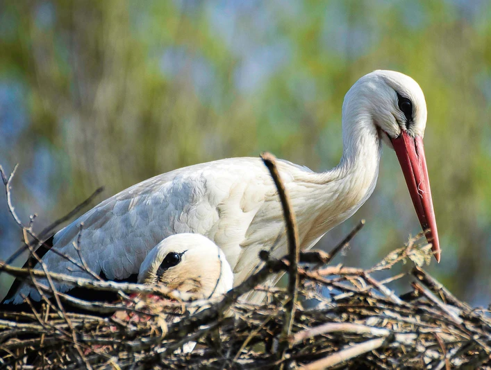 Storchenstation Weißstorchpaar im Nest mit einem sitzenden und einem stehenden Storch vor verschwommenem Hintergrund.