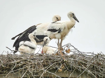 Vier junge Störche stehen in einem Nest aus Ästen auf einem Dach, umgeben von bewölktem Himmel.