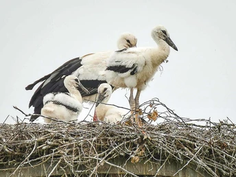 Jungstörche in Elbrinxen Vier junge Störche stehen in einem Nest aus Ästen auf einem Dach, umgeben von bewölktem Himmel.