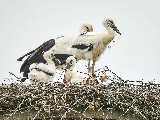 Jungstörche in Elbrinxen Vier junge Störche stehen in einem Nest aus Ästen auf einem Dach, umgeben von bewölktem Himmel.