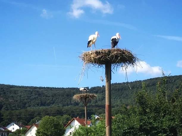 Zwei Weißstörche stehen auf einem Nest auf einem hohen Pfahl vor einer bewaldeten Hügellandschaft.
