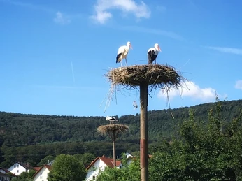 Storchenstation Elbrinxen Zwei Weißstörche stehen auf einem Nest auf einem hohen Pfahl vor einer bewaldeten Hügellandschaft.