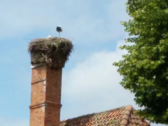 Storchenhaus in NRÜ mit Storch Ein Storch steht auf einem Schornstein mit Nestgeschmücktem Dach eines historischen Fachwerkhauses.