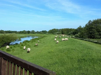 Große Süderbäke Weitläufige, grüne Wiese mit grasenden Schafen am Ufer eine ruhigen Bäke, unter blauem Himmel.