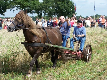 Aperberg Kornmähen Bei einem fröhlichen Erntefest zieht ein robustes Pferd einen antiken Mähbalken durchs Feld, lenkt von zwei erfahrenen Männern. Zuschauer säumen die Wiese.