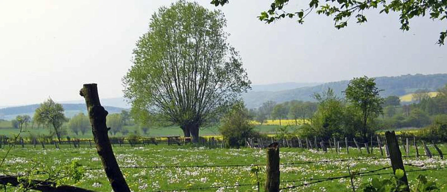 Grüne Wiesen mit blühenden Blumen, ein einzelner Baum und sanfte Hügel im Hintergrund.