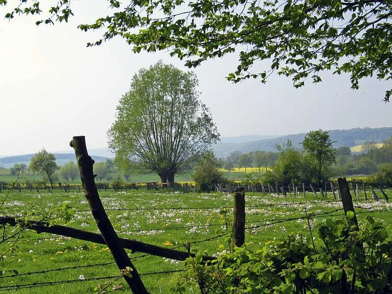 Grüne Wiesen mit blühenden Blumen, ein einzelner Baum und sanfte Hügel im Hintergrund.